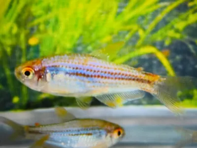 Buy L519 pleco 5cm | FishList by DesmondLim from Largest Online